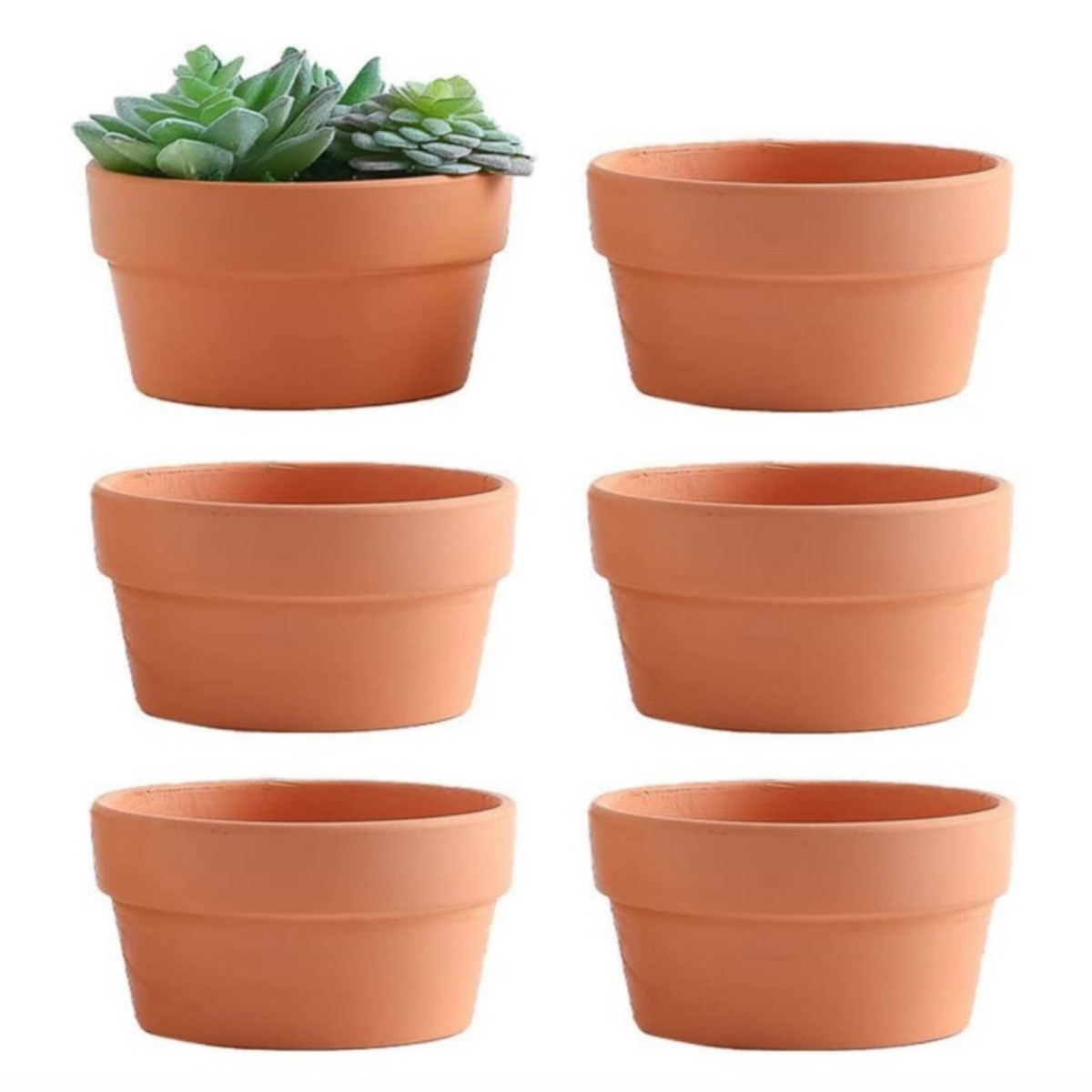 Echeveria Succulent - وعاء الطين الطين مع ثقب الصرف