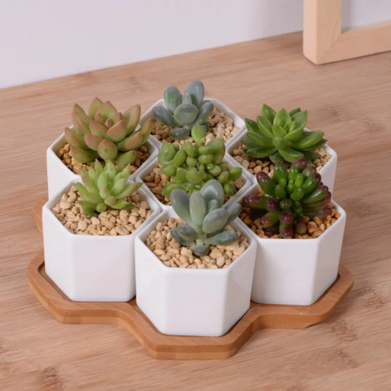 Echeveria Succulent - مجموعة من 4/7/9/10 أواني الزهور السداسية