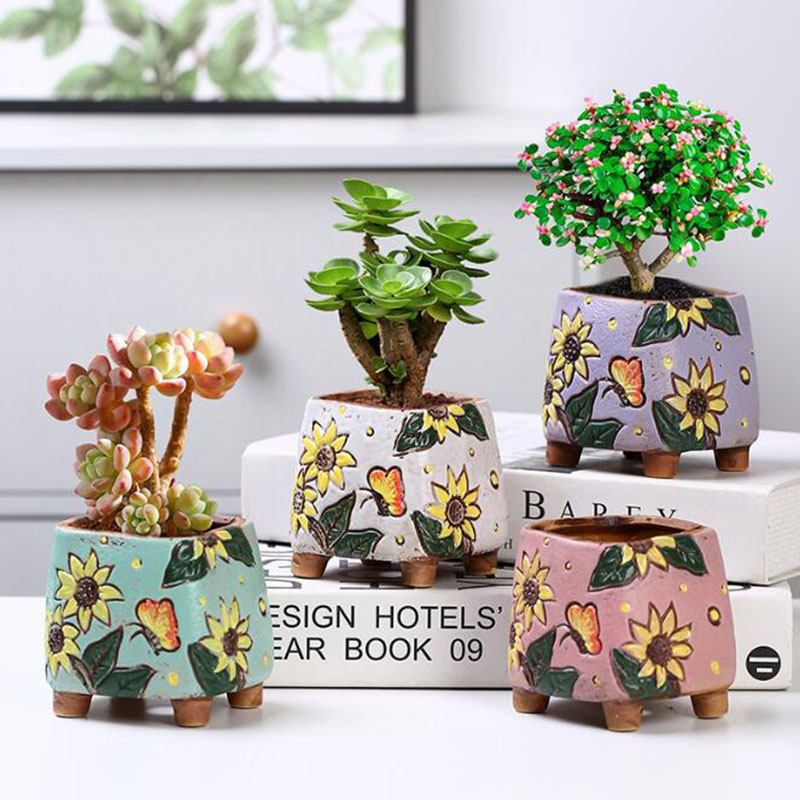 الكورية نمط عباد الشمس نمط وعا - مراجعة Echeveria Succulent وسعره