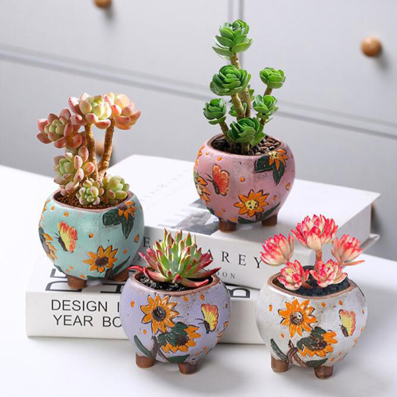 الكورية نمط عباد الشمس نمط وعا - مراجعة Echeveria Succulent وسعره