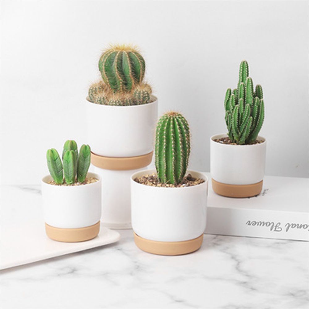أواني زرع دائرية للصبار والنبا - مراجعة Echeveria Succulent وسعره