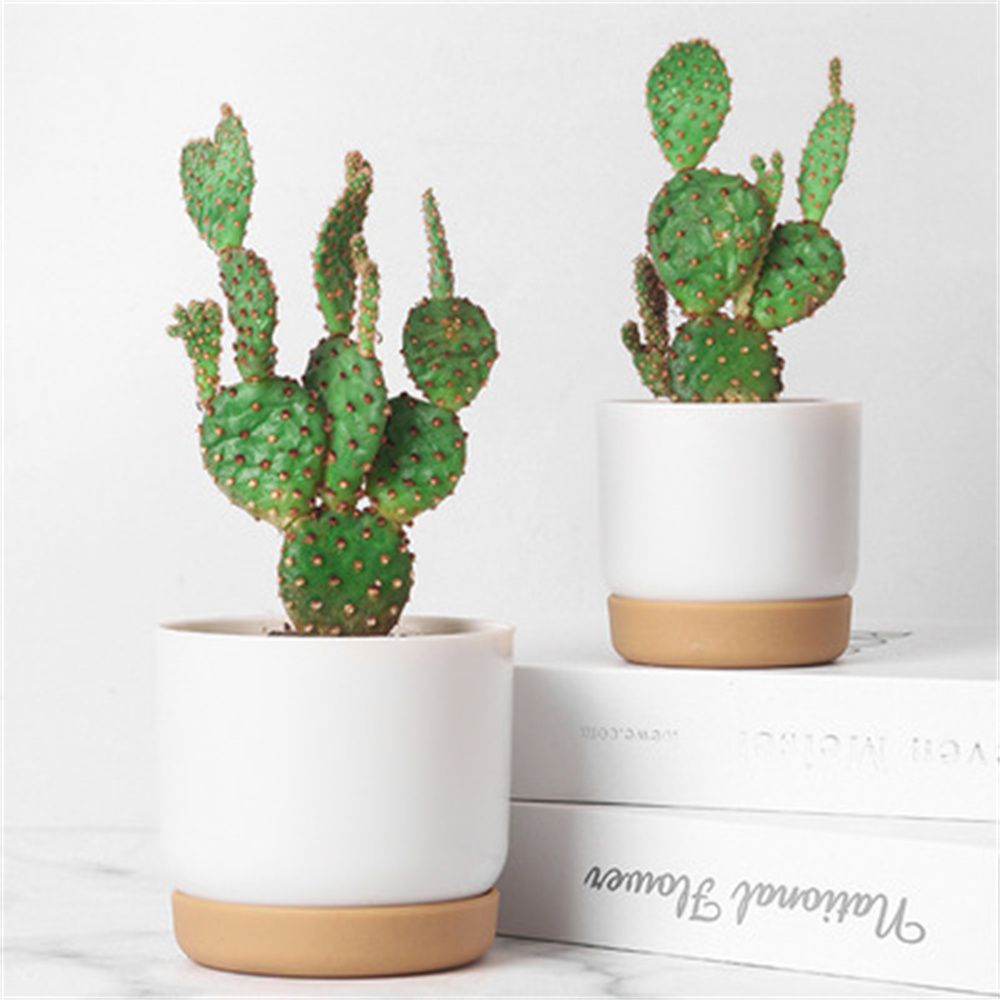 أواني زرع دائرية للصبار والنبا - مراجعة Echeveria Succulent وسعره
