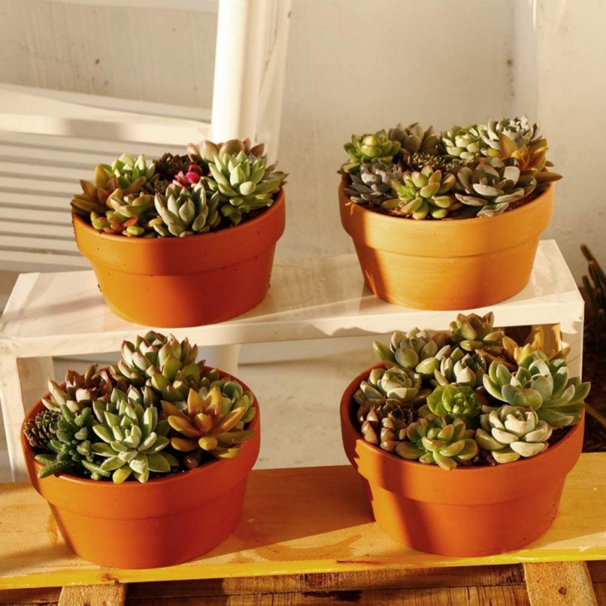 وعاء الطين الطين مع ثقب الصرف  - مراجعة Echeveria Succulent وسعره