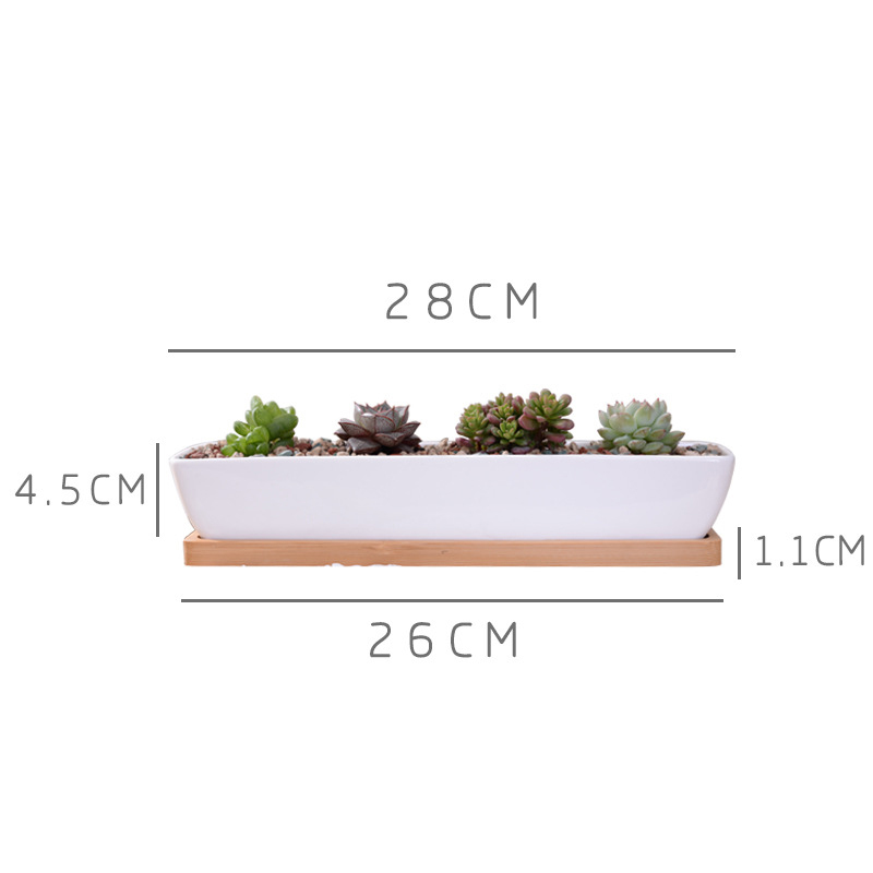 وعاء زراعة عصاري من السيراميك  - مراجعة Echeveria Succulent وسعره