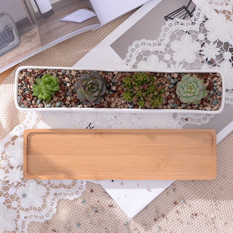 وعاء زراعة عصاري من السيراميك  - مراجعة Echeveria Succulent وسعره