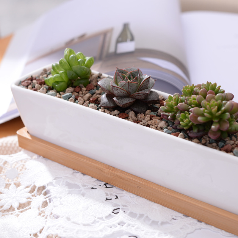 وعاء زراعة عصاري من السيراميك  - مراجعة Echeveria Succulent وسعره