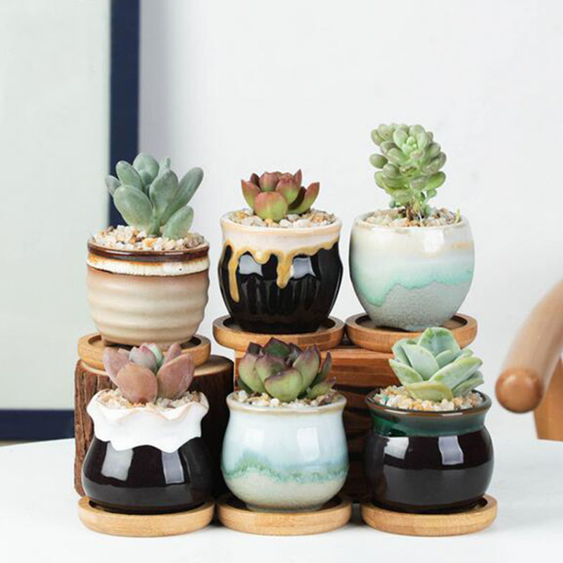 6 قطعة/المجموعة السيراميك الزه - مراجعة Echeveria Succulent وسعره