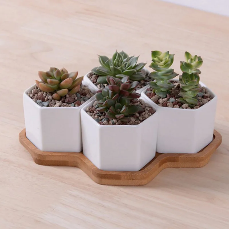 مجموعة من 4/7/9/10 أواني الزهو - مراجعة Echeveria Succulent وسعره