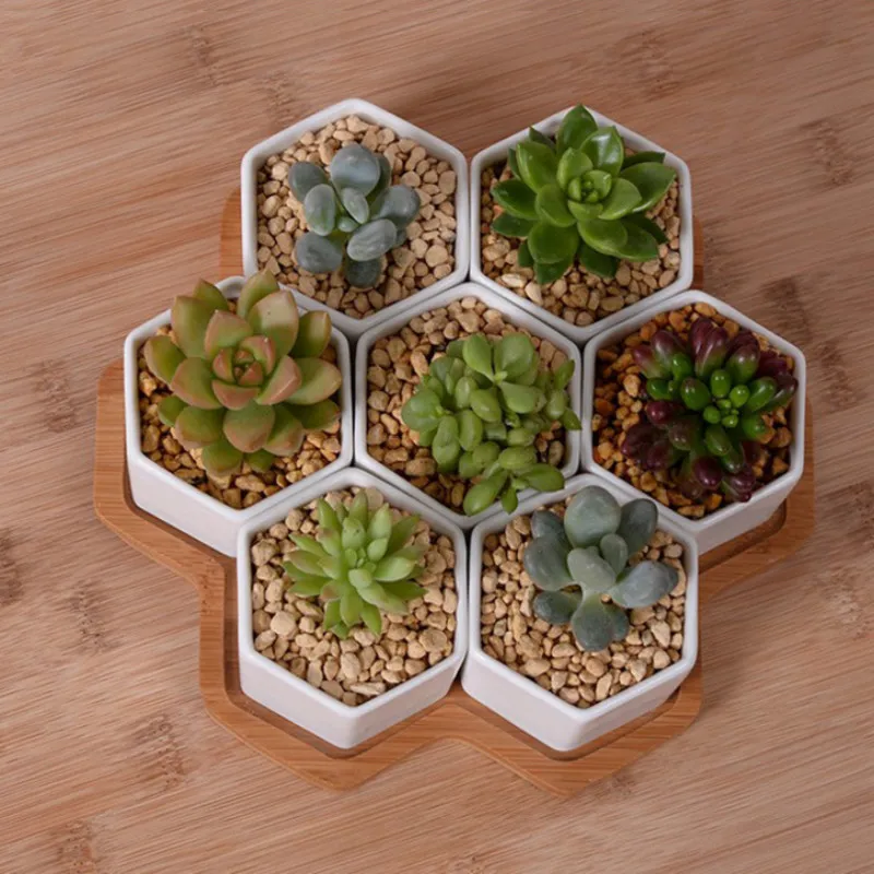 مجموعة من 4/7/9/10 أواني الزهو - مراجعة Echeveria Succulent وسعره