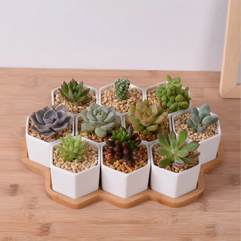 مجموعة من 4/7/9/10 أواني الزهو - مراجعة Echeveria Succulent وسعره
