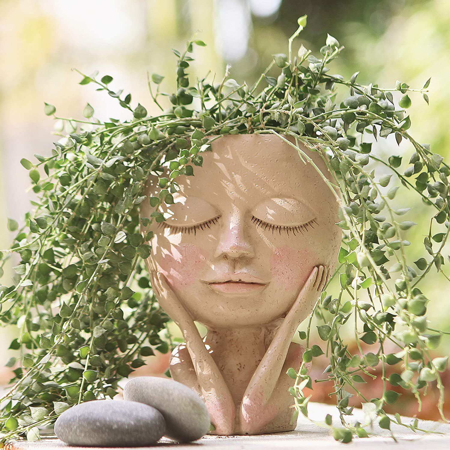زارع زهور رأس الوجه للفتيات، ح - مراجعة Echeveria Succulent وسعره